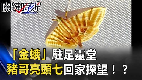 靈堂出現蛾|「頭七」化身昆蟲回家！網友：「忍住」不能打